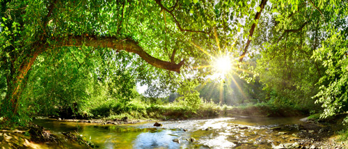 Sun ray through green woodland trees